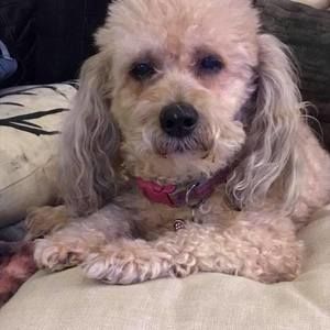 Meet your Posher, Brenda